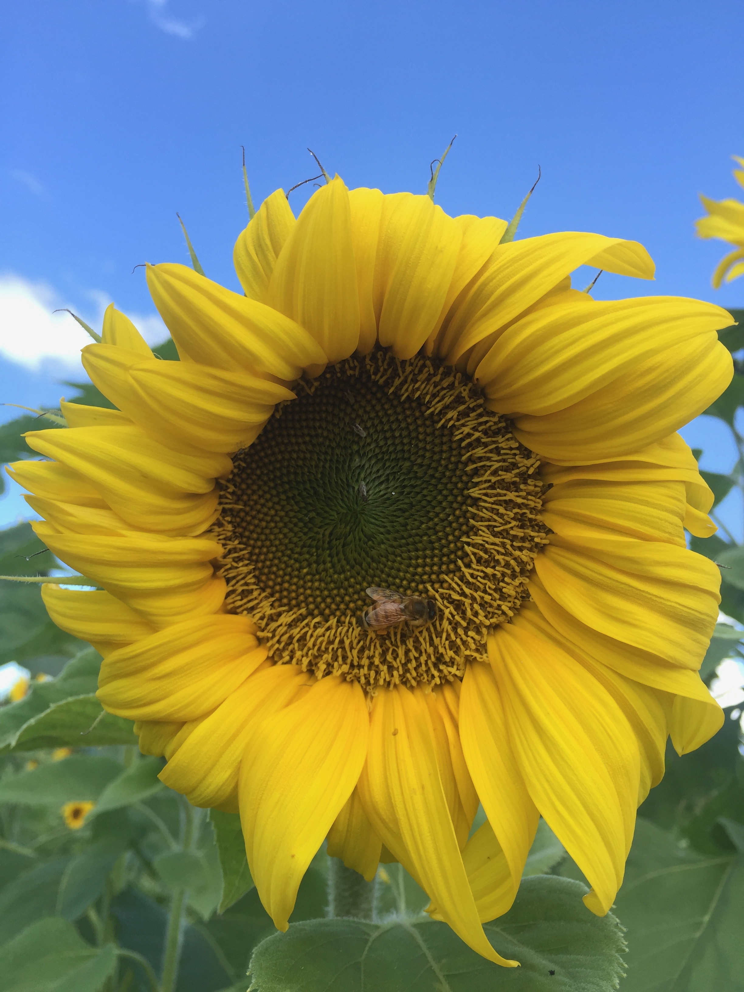 Chasing Cars…or was that Joy?