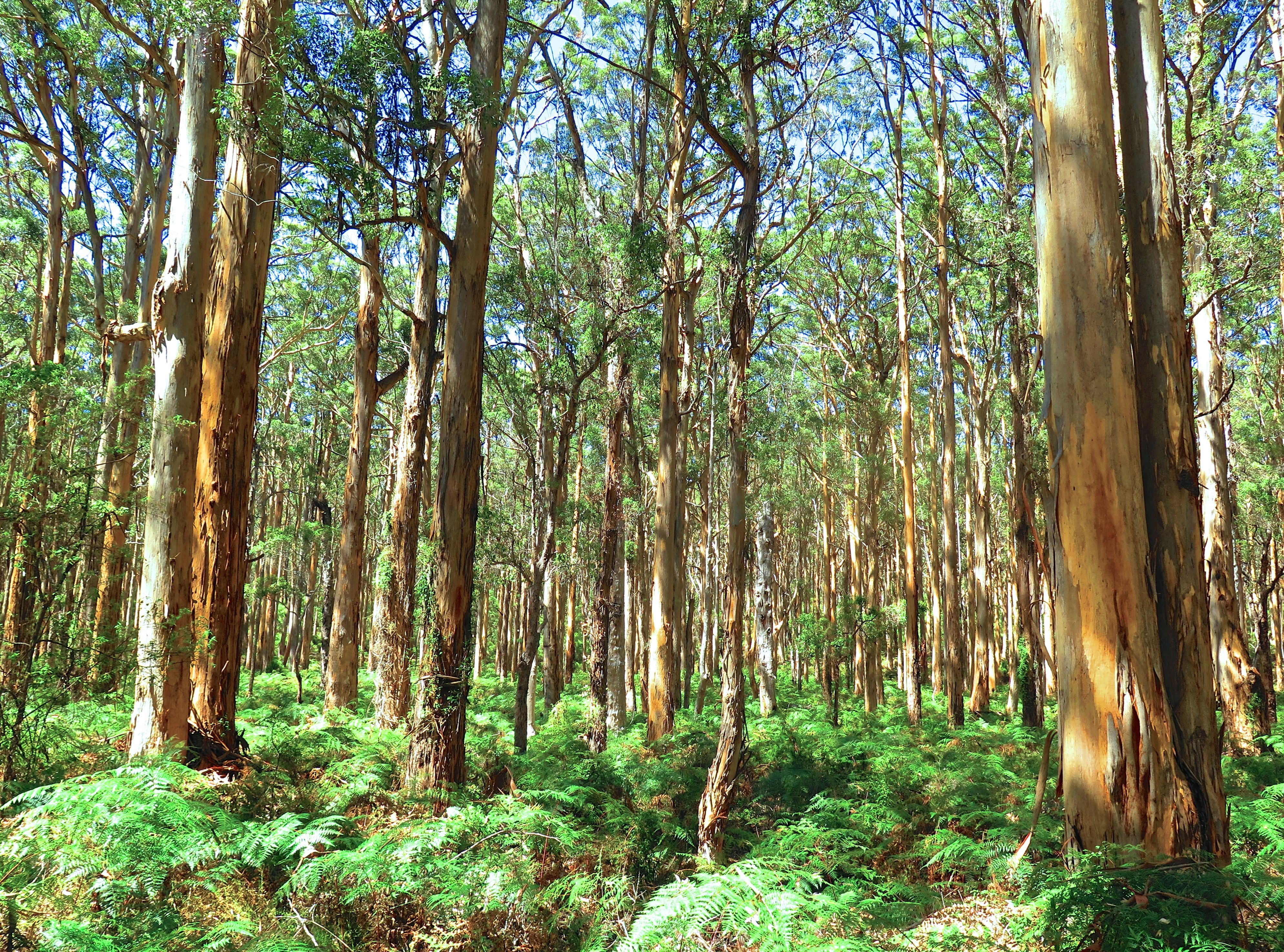 When I was the forrest